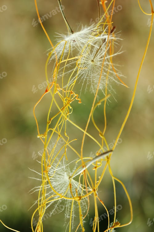 Preview: flying dandelion and yellow ivy
