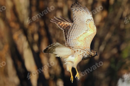 Preview: Small bird in flight soaring through a natural landscape featuring tall, brown trees