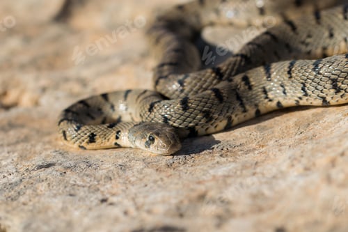 Preview: Algerian Whip Snake (Hemorrhois algirus) found in Malta, locally called Serp Ahdar
