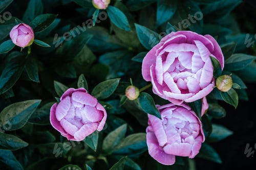 Preview: Top view of tender pink peony flowers with water drops after the rain in spring garden.
