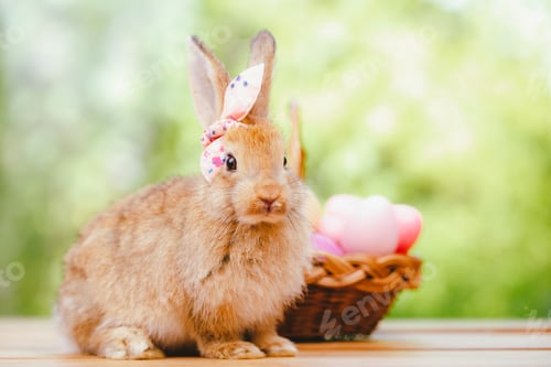 Preview: portrait close up of lovely, adorable and fluffy Easter bunny or rabbit. Cute Symbol of Easter