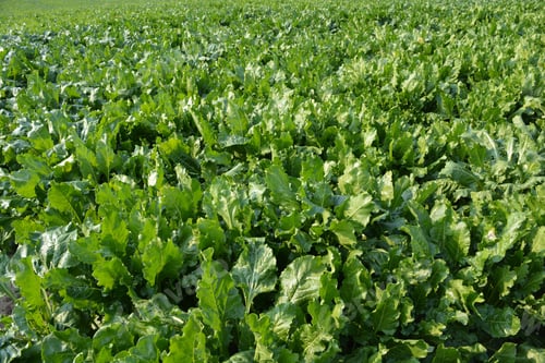 Preview: Agriculture. Field of fresh green sugar beet