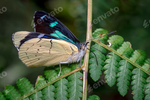 Preview: Beautiful butterfly searching with its phalanx for food on a fern