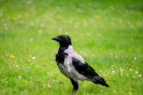 Preview: Solitary hooded crow (Corvus cornix) standing in a lush green field