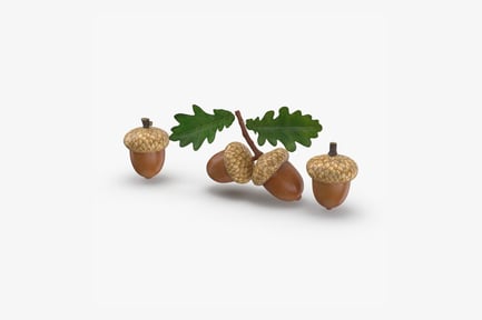 Preview: Oak Acorns with Leaves