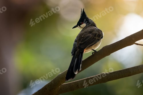 Preview: Close-up of a red-whiskered bulbul perched on a tree branch with a blurred natural background