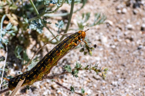 Preview: White-lined Sphinx moth caterpillar