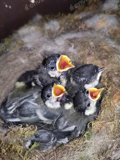 Preview: baby birds in the nest. baby bird in the mailbox