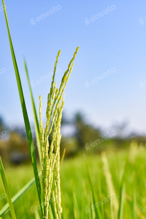 Preview: Selective focus on ear of rice. Green paddy field. Rice plantation. Organic rice farm in Thailand