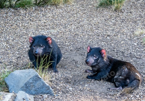 Preview: Tasmanian devil in Tasmania, Australia