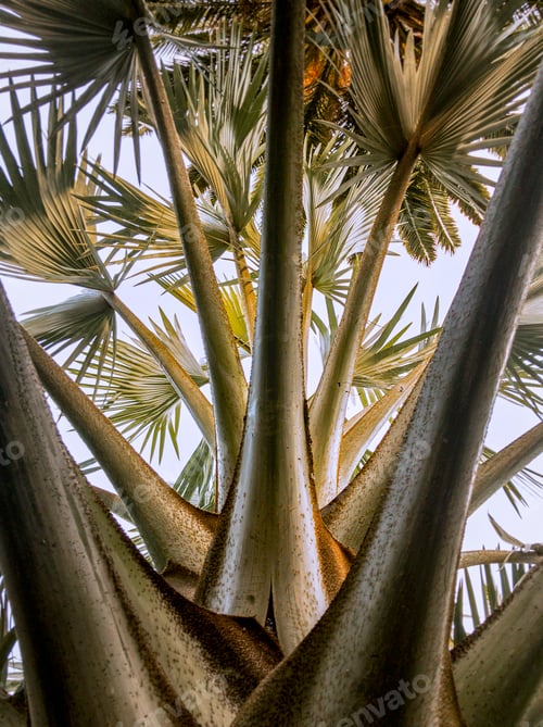 Preview: Vertical shot of a lush palm tree