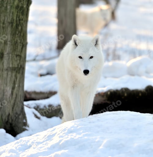 Preview: Wolf