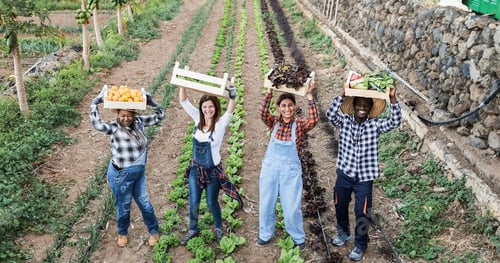 Visualização: Equipe de agricultores de várias gerações segurando caixas de madeira com vegetais orgânicos frescos - Foco nos rostos