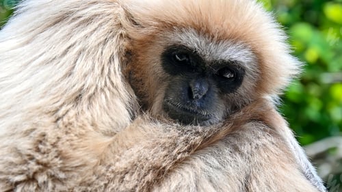 Preview: A close view of a gibbon