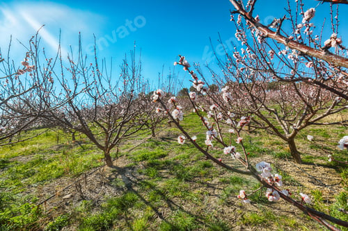Preview: Amazing white almond flowers on almond tree branch in spring Italian garden, Sicilia.