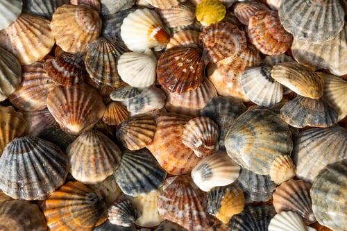 Preview: Summer background pattern from seashells. Shell close-up. Ocean coast. Seashells background.