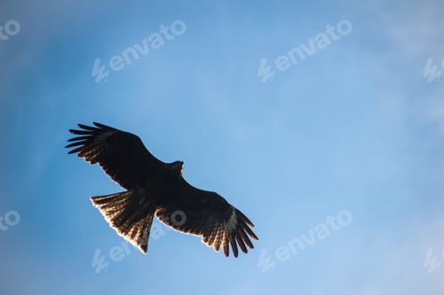 Preview: Mongolian Golden Eagle flying in a sunny day