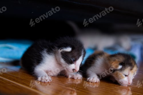 Preview: Kitten cat baby cute animal pet background