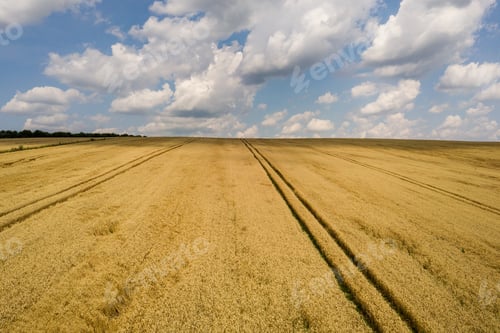 Preview: Aerial view of yellow agriculture wheat field ready to be harvested in late summer.
