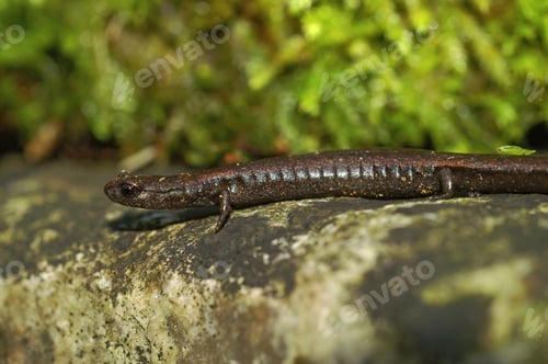 Preview: Closeup on the head of a Hell Hollow slender salamander, Batrachoseps diabolicus