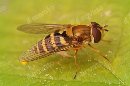 Preview: Closeup shot of a common banded hoverfly on a green leaf