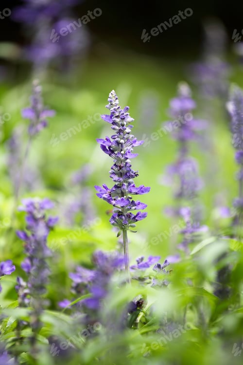 Preview: lavender flowers