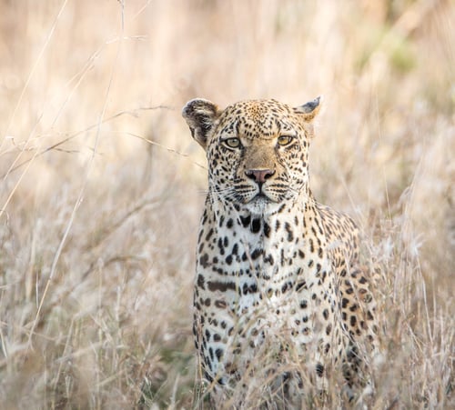 Preview: A Beautiful Wildlife in the World in pictures