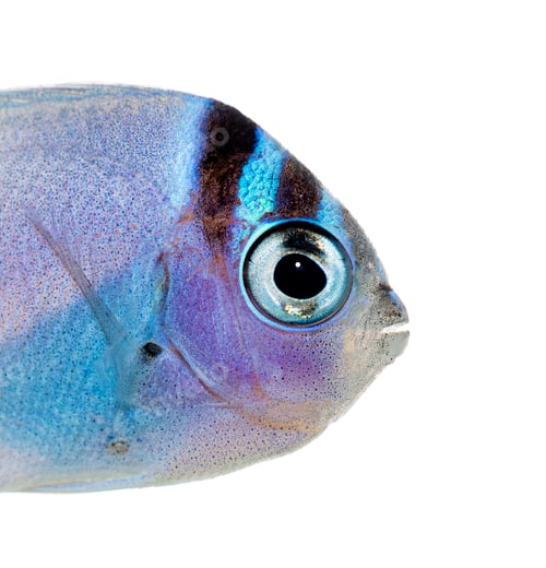 Preview: Damselfish head close up on white background