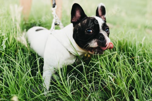 Preview: Dog with lead walking in grass