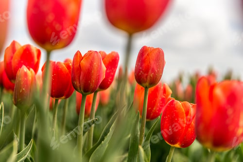 Preview: Selective focus shot of red tulip flowers