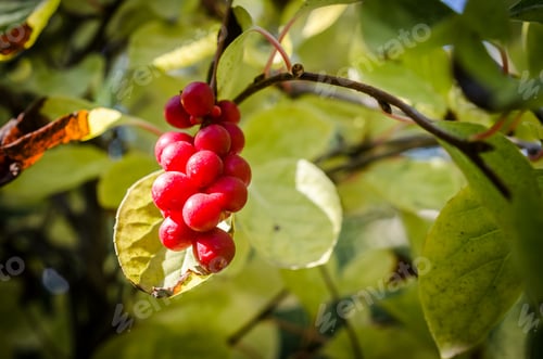 Preview: Chinese magnolia vine berries