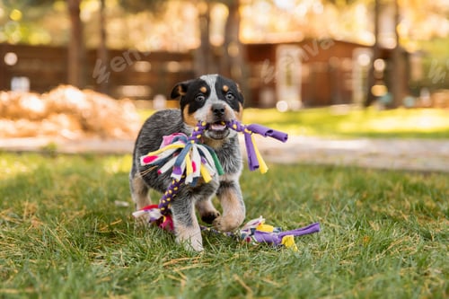 Preview: Australian cattle dog puppy outdoor. Blue and red heeler dog breed. Puppies on the backyard. Dog lit
