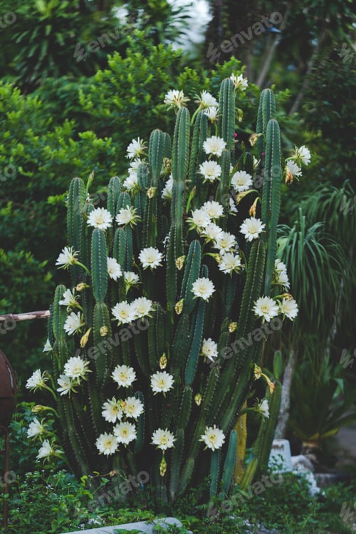 Preview: white cactus flower bloom concept, beautiful plant blossom flora background in the morning