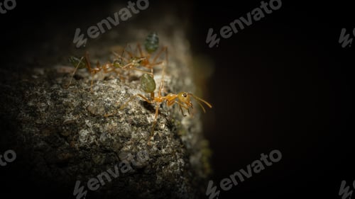 Preview: Anoplolepis gracilipes macro shot