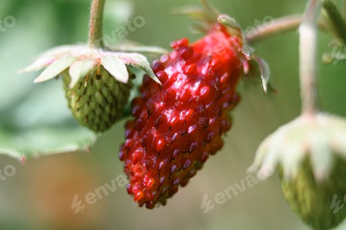 Preview: ripe red and unripe green wild berry strawberries on the bush in zoomed view