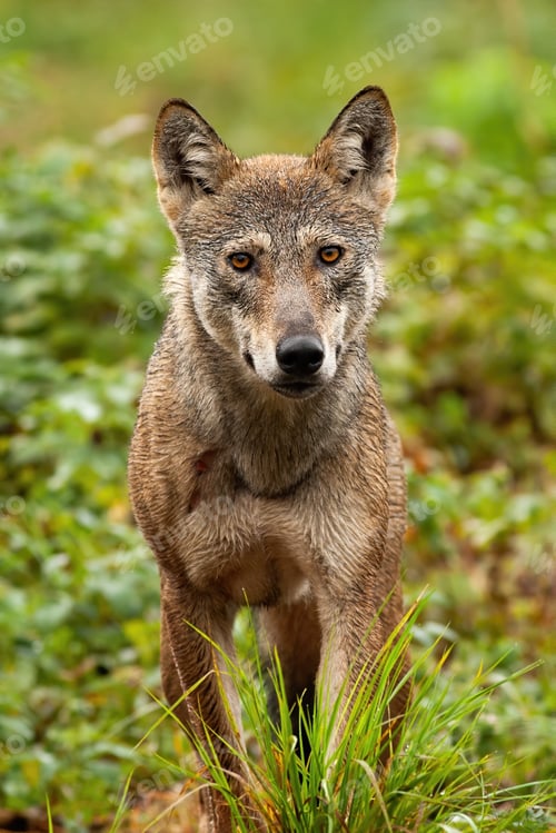 Preview: A beautiful grey wolf with orange eyes portraited in the forest