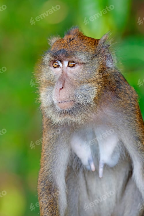Preview: Macaque Monkey