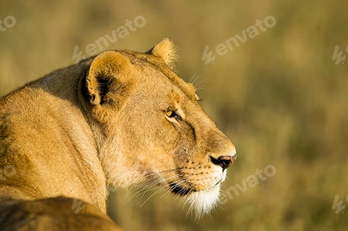 Preview: Beautiful lioness looking back in East Africa