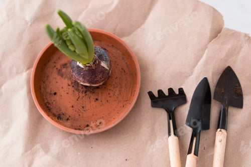 Preview: Sprouting Bulb and Gardening Tools on Brown Paper
