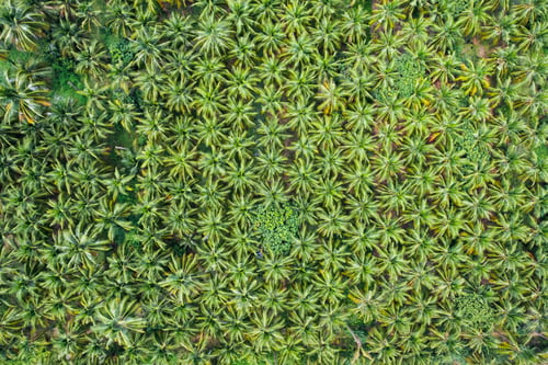 Preview: Top view of coconut palm tree plantation growing in countryside