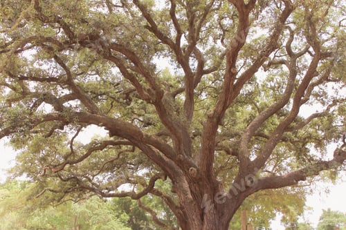 Preview: old oak