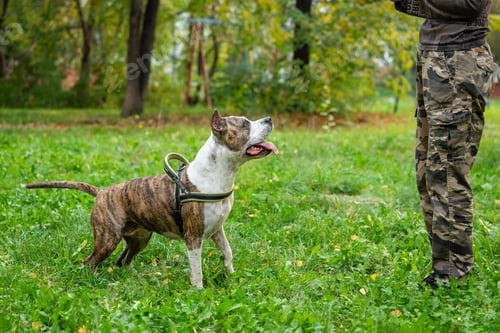 Preview: Playful Staffordshire Terrier Learning Obedience in Park Training Session