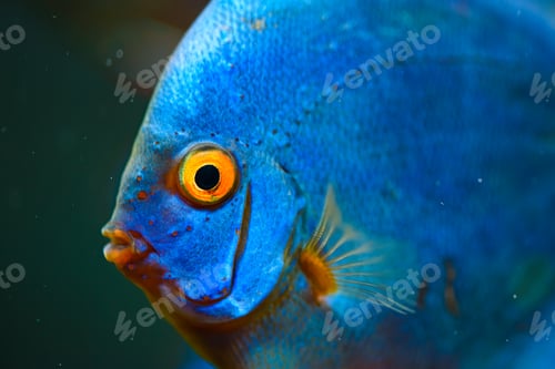 Vista previa: Blue fish from the spieces Symphysodon discus closeup.