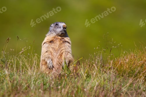 Preview: Alpine marmot standing on rear legs and looking out for danger on horizon