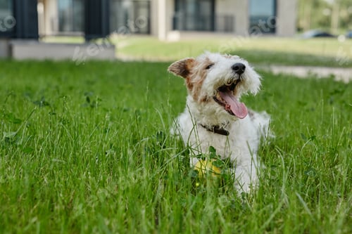Preview: Fluffy little dog lying on green lawn with tongue out