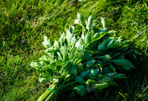 Preview: bunch of young lovage on a green grass