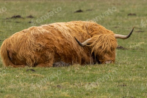 Preview: Scottish brown highland cow with big horns in a meadow