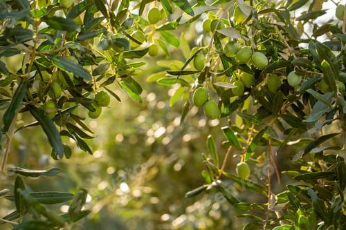 Preview: Fresh green olives on the olive tree