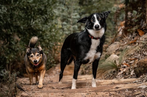 Preview: Dogs in the forest path looing into the lens portrait style