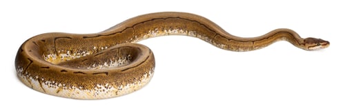Preview: Spinner Python, Royal python, ball python, Python regius, 2 years old, in front of white background